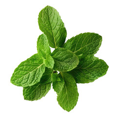Fresh mint leaves isolated on transparent background