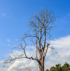 Fototapeta na wymiar Dry branches in the blue sky background