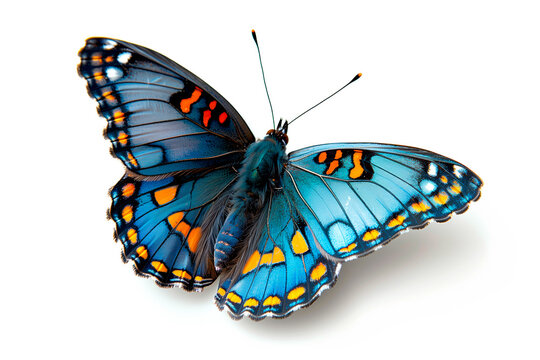 Beautiful Red spotted purple butterfly isolated on a white background with clipping path