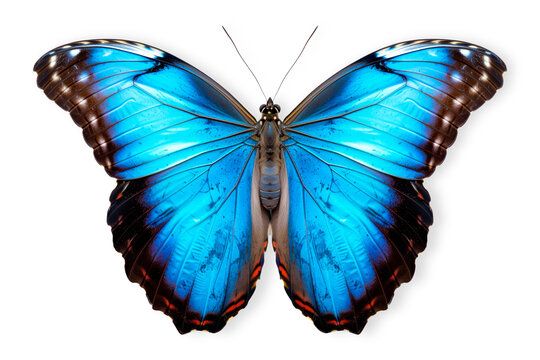 Beautiful Blue Morpho butterfly isolated on a white background with clipping path
