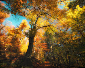 Colorful tree branches in a painterly sunny forest in autumn. Beautifully sunlit treetops with bright blue sky - 765508098