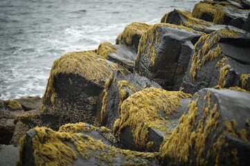 Überwachsene Steine an der irischen Küste