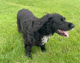 cocker spaniel