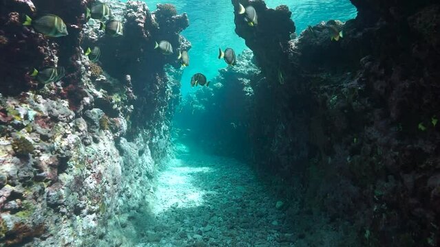 Small canyon underwater into the reef with some tropical fish, south Pacific ocean, natural scene, French Polynesia, Huahine