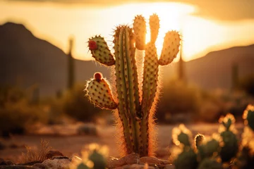 Fototapeten cactus desert on background © Tidarat