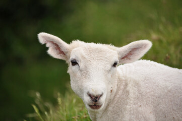 Junges Schaf auf der Weide