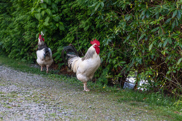 In a serene outdoor setting, a striking rooster with a bright red comb takes the lead on a gravel walkway