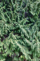 The detailed photograph captures the lush complexity of evergreen foliage, presenting an abstract...