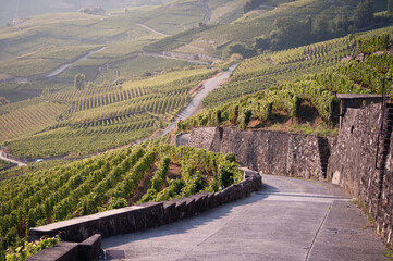 Weg durch die Weinberge