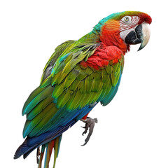 Obraz premium Parrot isolated on transparent background
