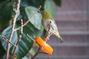 メジロとオレンジ