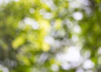 Green bokeh background