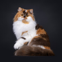 Brown tortie with white British Longhair cat, sitting side ways. Looking straight to camera with big orange eyes. One paw playfully up. Isolated on a black background.