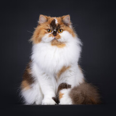 Brown tortie with white British Longhair cat, sitting up facing front. Looking straight to camera with big orange eyes. Isolated on a black background.