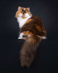 Brown tortie with white British Longhair cat, sitting backwards on edge. Looking over shoulder straight to camera with big orange eyes. Isolated on a black background.