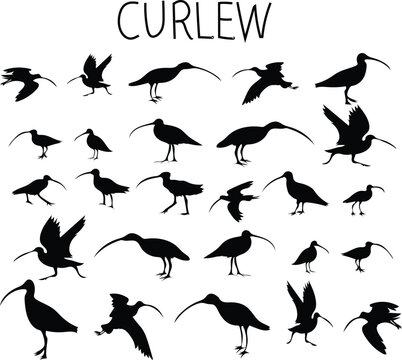 silhouettes of birds curlew silhouette
