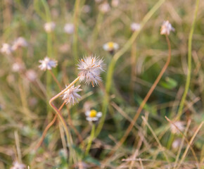 Close up dry grass flower