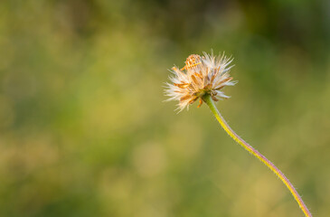 Close up grass flower over