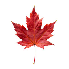 Fototapeta premium Red maple leaf. isolated on transparent background.