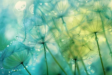  a close up of dandelion seeds © Gheorghe
