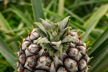 Azores, Pineapple fruit in a traditional Azorean greenhouse plantation at Sao Miguel Island - 765520299