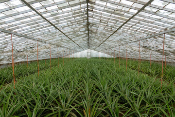 Azores, Pineapple fruit in a traditional Azorean greenhouse plantation at Sao Miguel Island