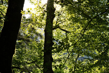 Sonnenstrahlen im Laubwald: Ein Blick durch grüne Blätter im Sonnenschein