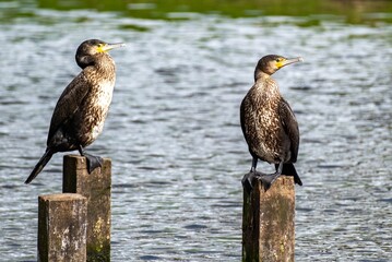 2 comorants on 2 wooden poles in the sea