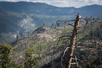 Abgestorbener Baum nach Waldbrand