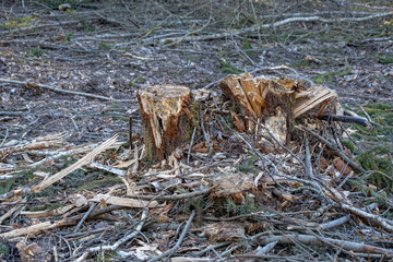 A tree stump at a felling site in the forest. Forest clearing. Wood harvesting.