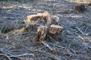 A tree stump at a felling site in the forest. Forest clearing. Wood harvesting.