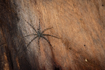 Tropische Spinne auf einem Holzboden