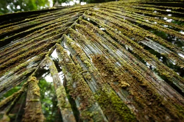 Foto op Canvas Mit Moos überwachsenes Palmenblatt im Regenwald © toby.cerry
