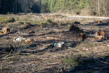 Deforestation, a large clearing area in a forest