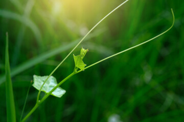Fresh green leaves nature background