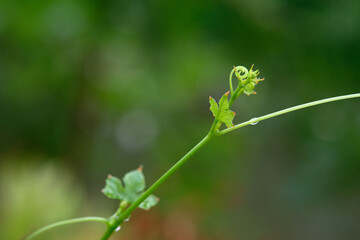 Fresh green leaves nature background