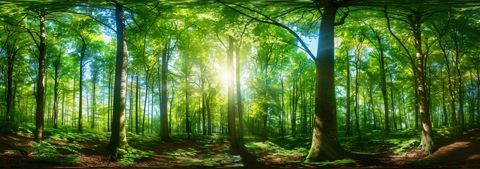 panoramic view of a beautiful green forest with tall trees and sunlight shining through the leaves, Forest panorama with sun rays