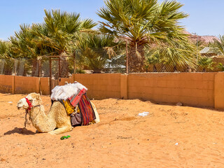 A lonely Camel sitting next to palm trees in Wadi Rum desert in  Jordan