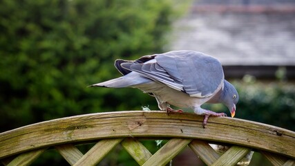 Pigeon Perched On a Garden Fence