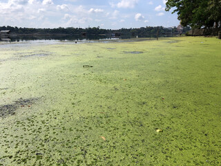 Germination stage of Ruffled Water Lettuce lead to the formation of invasive aquatic plants polluting fresh-water lake.