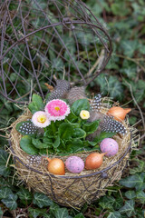 Osterdekoration mit pink Maßliebchen Bellis perennis in einem Eierkorb © Natalia Greeske