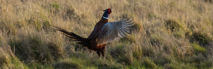Rufender Jagdfasan Hahn mit schlagenden Flügeln, Balz, Ruf