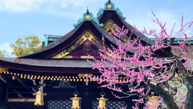 北野天神の梅2