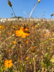 The orange garden cosmos flower with a honeybee