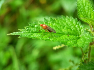 Fly on leaf