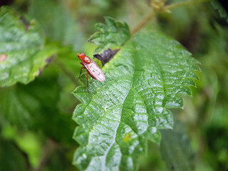 Fly on leaf
