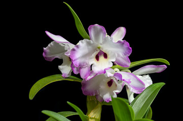 Dendrobium Royal Wedding 'Panda' SM/JGP, an orchid hybrid flower