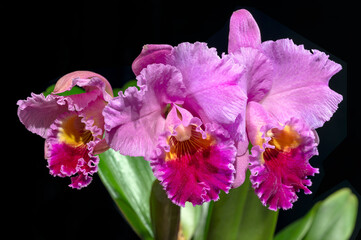 Cattleya Drumbeat 'Triumph' AM/AOS, an awarded hybrid orchid that was first created in 1967