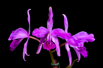 Cattleya lawrenceana flamea, a species orchid flower with violet purple coloring.	