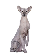 Blue point Peterbald cat, sitting up facing front like statue. Looking straight to camera. One paw up. Isolated cutout on a transparent background.